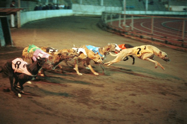 Celebrities write to Macau chief executive, calling for closure of “cruelest greyhound track”