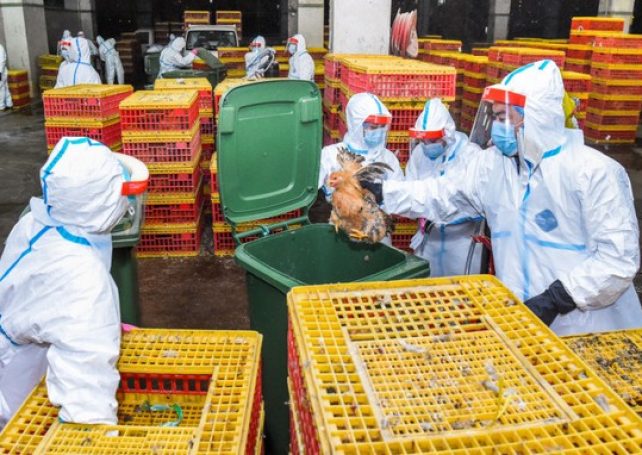 Macau Government stops live poultry sales for 3 days over bird flu scare