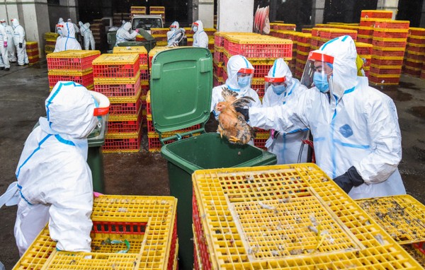 Macau Government stops live poultry sales for 3 days over bird flu scare