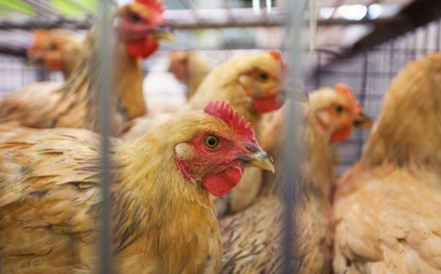 Chicken vendors test negative for avian flu in Macau