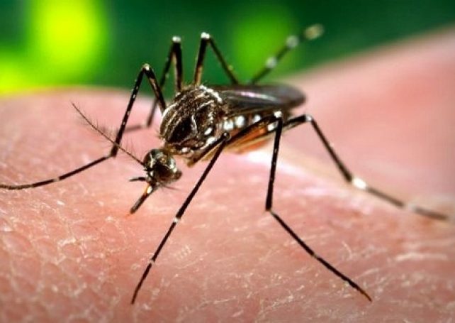 Govt warns of high risk of dengue fever as summer approaches