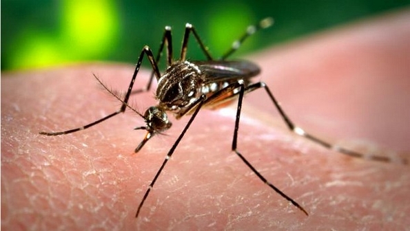 Govt warns of high risk of dengue fever as summer approaches