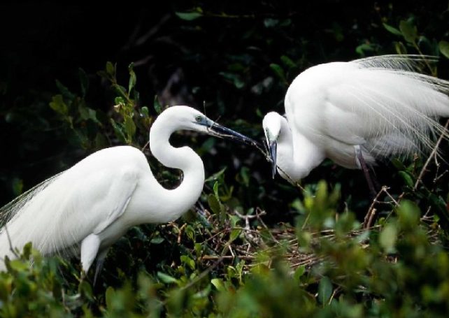 Eco-activists and residents urge Macau government to protect egrets´habitat