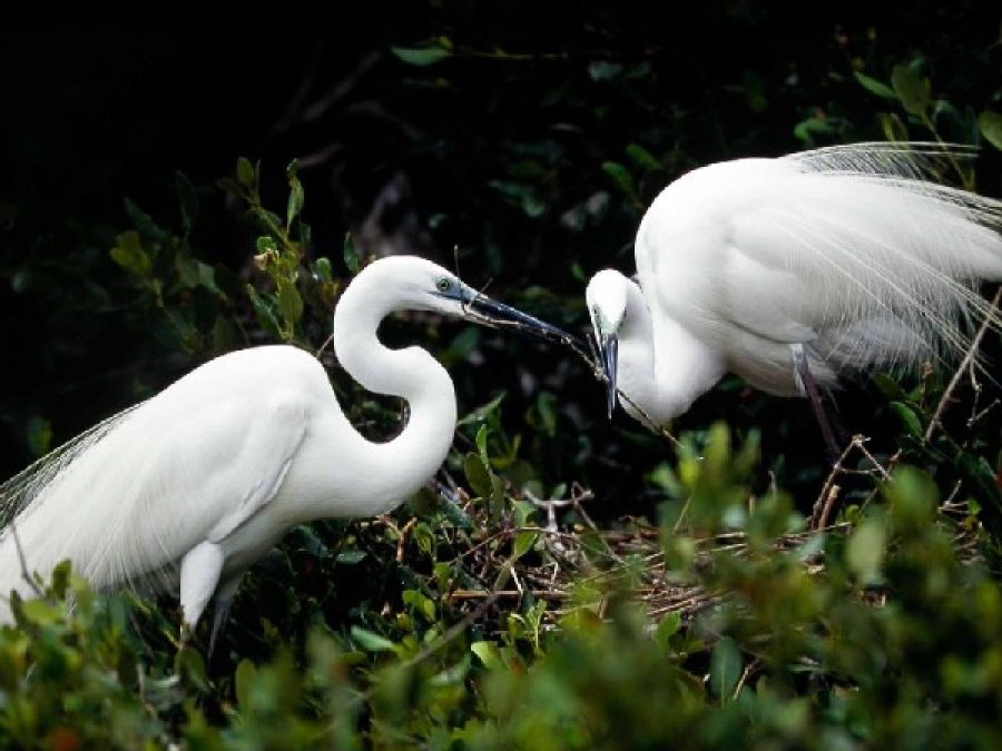 Eco-activists and residents urge Macau government to protect egrets´habitat