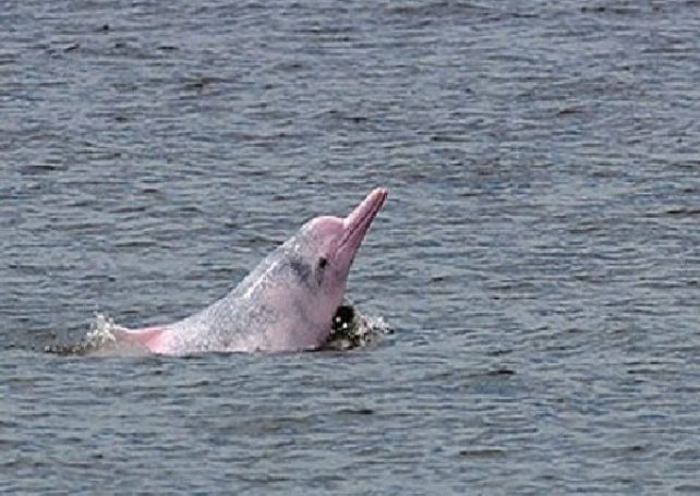 Dead dolphin mother, newborn calf found washed ashore