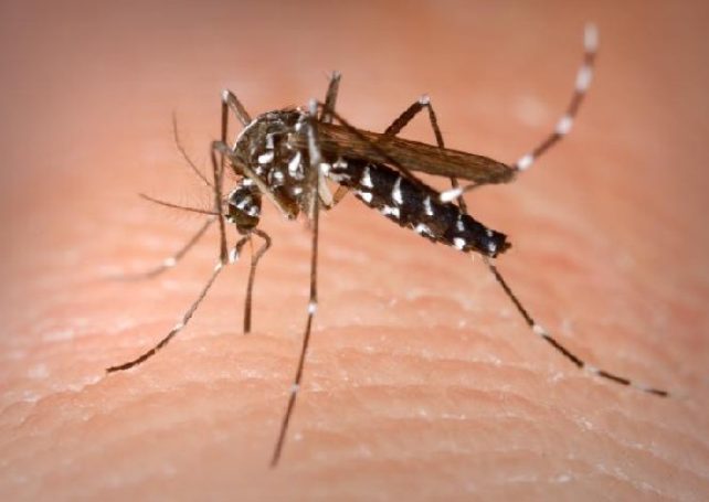 Govt warns of dengue fever outbreak as virus infects 9