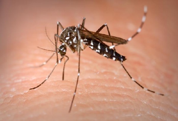 Govt warns of dengue fever outbreak as virus infects 9
