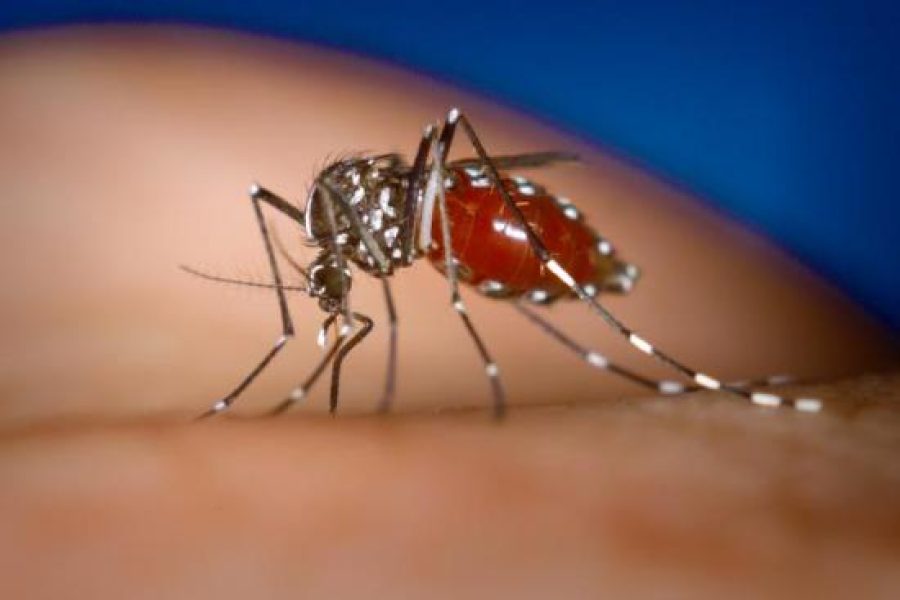 Macau logs year’s first imported case of dengue fever