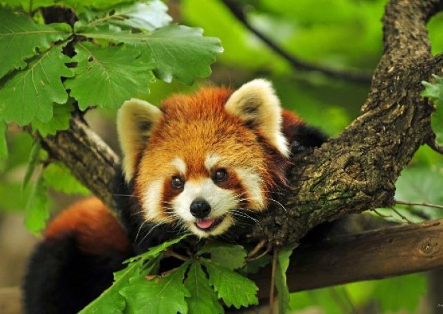 Government to build red panda pavilion in Coloane island