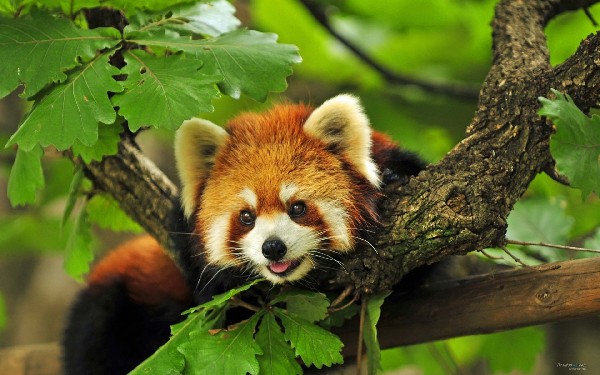 Government to build red panda pavilion in Coloane island