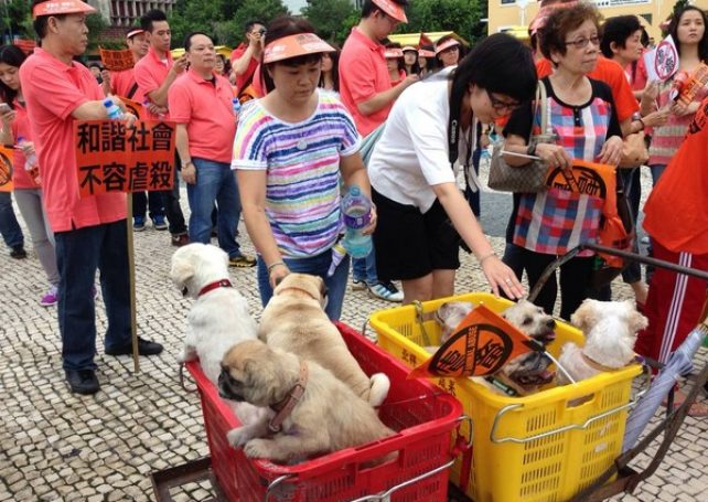 Pet lovers march for animal protection law