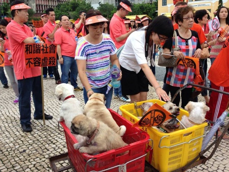 Pet lovers march for animal protection law