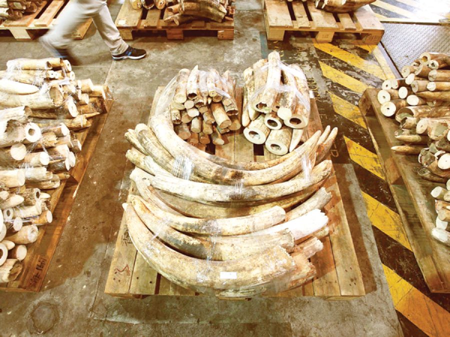 Customs seize 34 kg of ivory disguised as ‘chocolate bars’