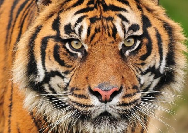 Customs seize 78 tiger fangs & 69 claws disguised as ‘egg rolls’