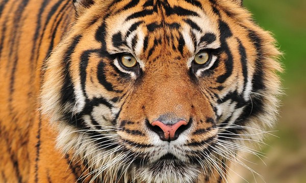 Customs seize 78 tiger fangs & 69 claws disguised as ‘egg rolls’