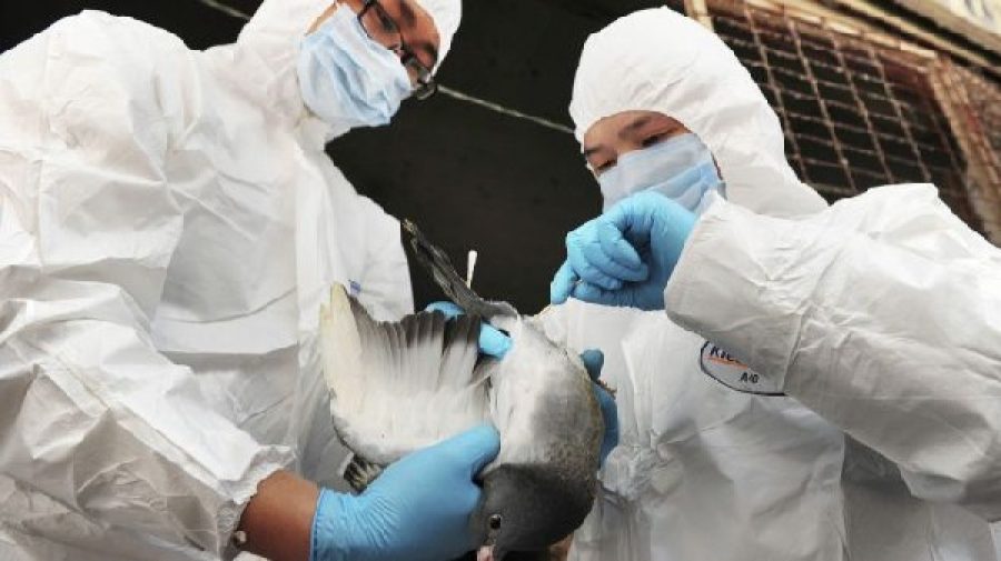 Health chief assures public govt can handle H7N9 cases