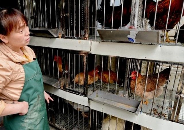 Residents unfazed by Hong Kong’s culling of chickens