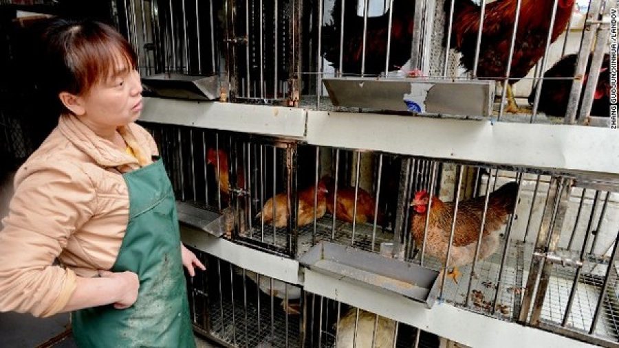 Residents unfazed by Hong Kong’s culling of chickens