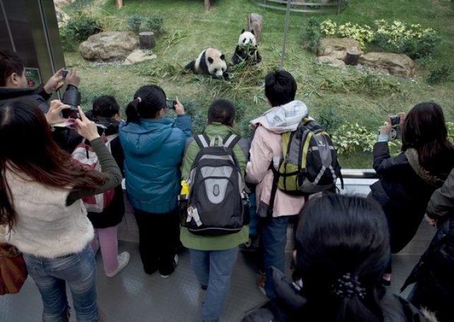 IACM says 2015 ‘ideal’ for panda pair to mate