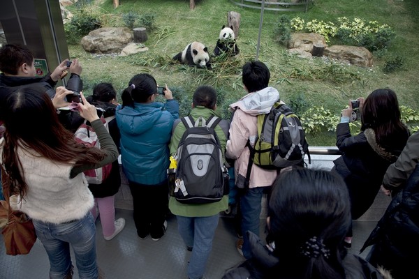 IACM says 2015 ‘ideal’ for panda pair to mate