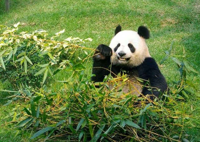 Giant panda Sum Sum dies of kidney failure