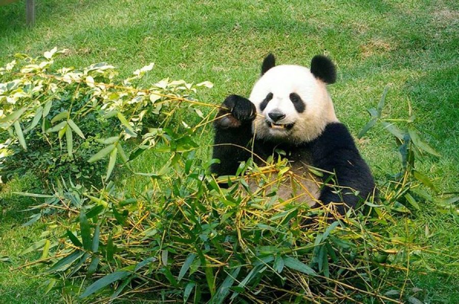 Giant panda Sum Sum dies of kidney failure