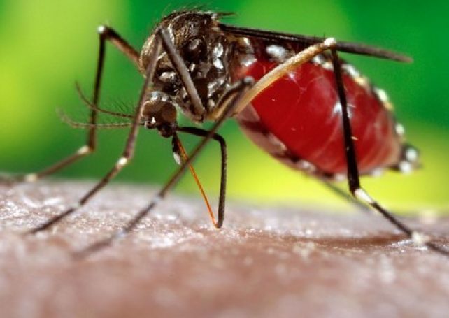 Officials clamp down on stagnant water to fight dengue