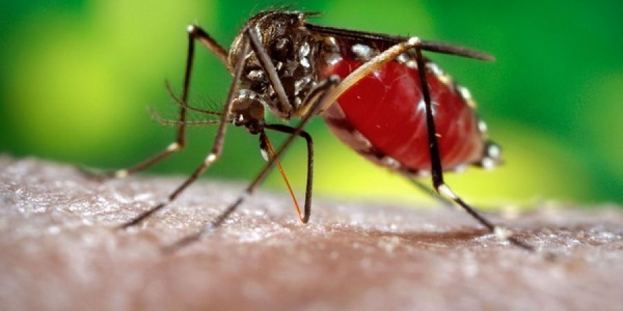 Officials clamp down on stagnant water to fight dengue