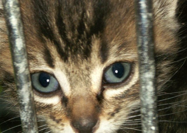 Animal protection bill heading for another delay