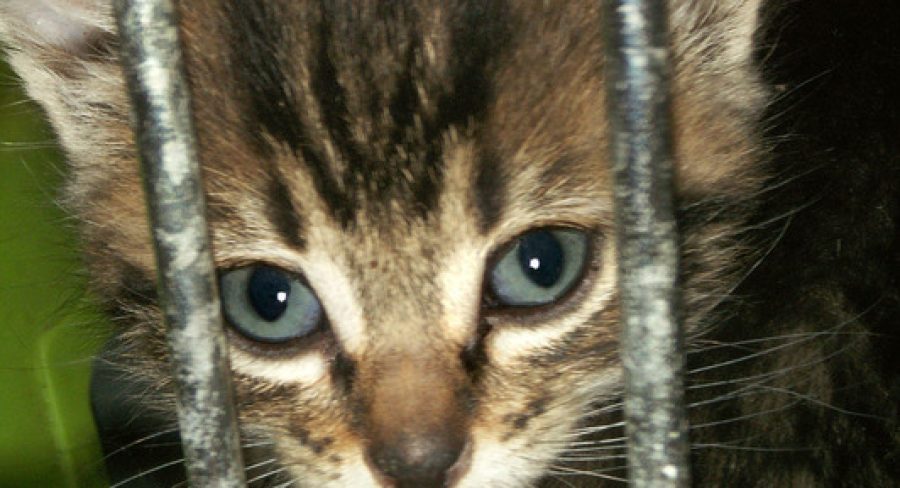 Animal protection bill heading for another delay