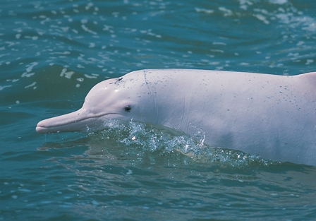 Govt conducts survey of Chinese white dolphin