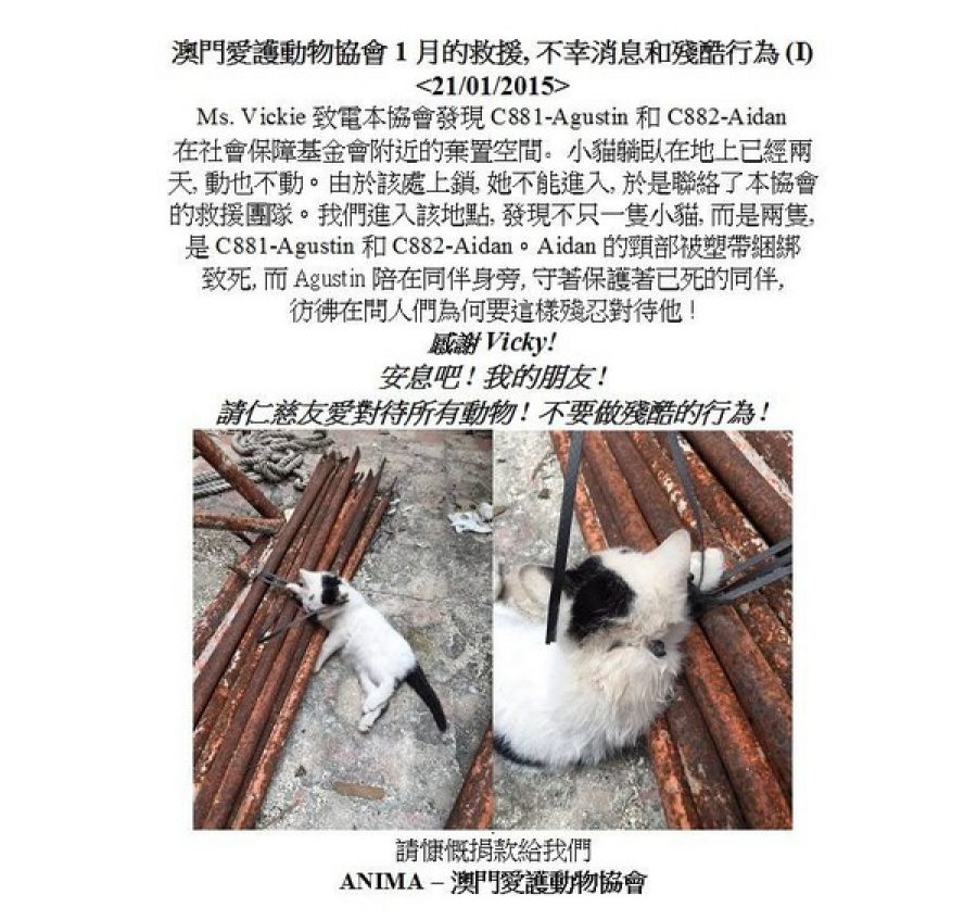 Kitten killed with plastic scaffolding ties