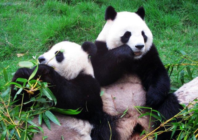 New renamed Panda pair to arrive next Thursday