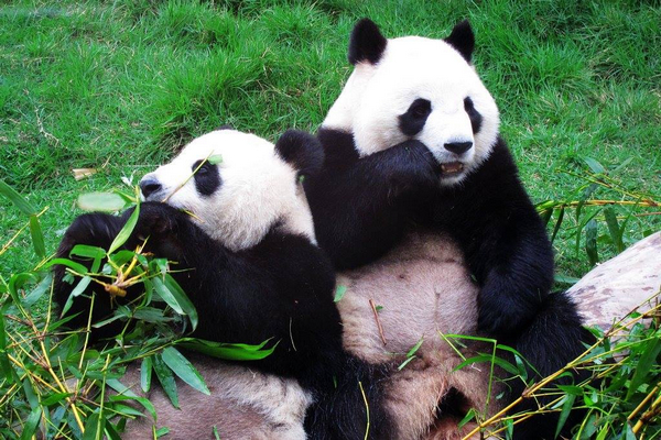 New renamed Panda pair to arrive next Thursday