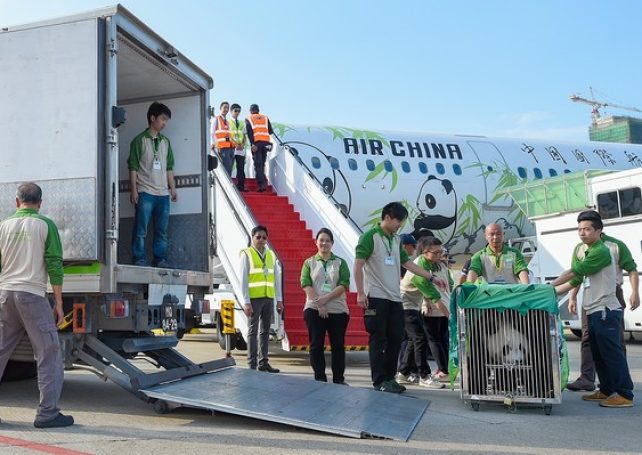 New panda pair starts 30-day quarantine in Coloane