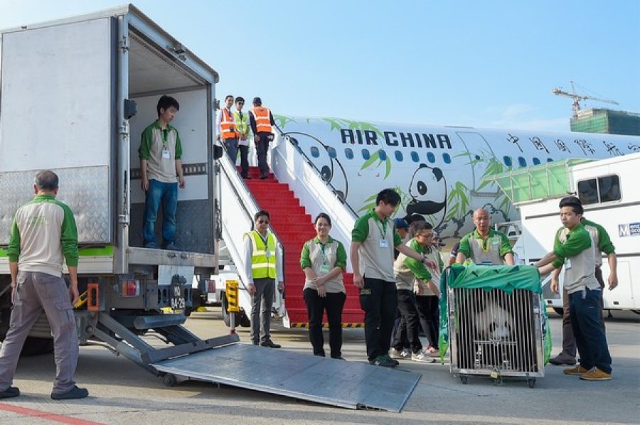 New panda pair starts 30-day quarantine in Coloane