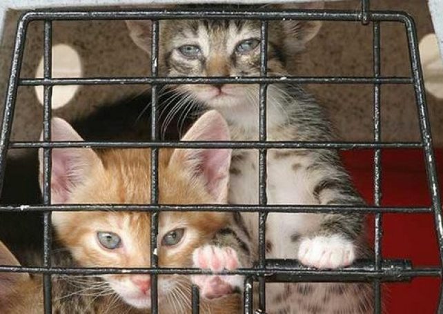 Govt lowers proposed jail to 1 year for animal abuse in Macau