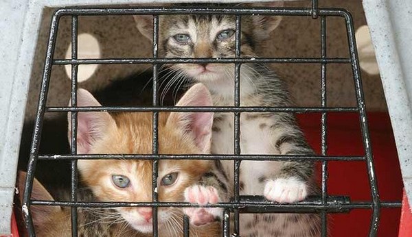 Govt lowers proposed jail to 1 year for animal abuse in Macau