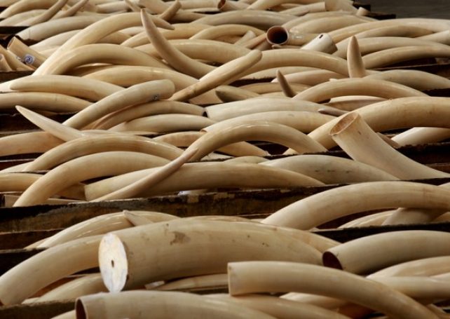 Macau government prepares to destroy 150 kilos of ivory