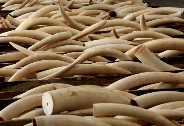 Macau government prepares to destroy 150 kilos of ivory