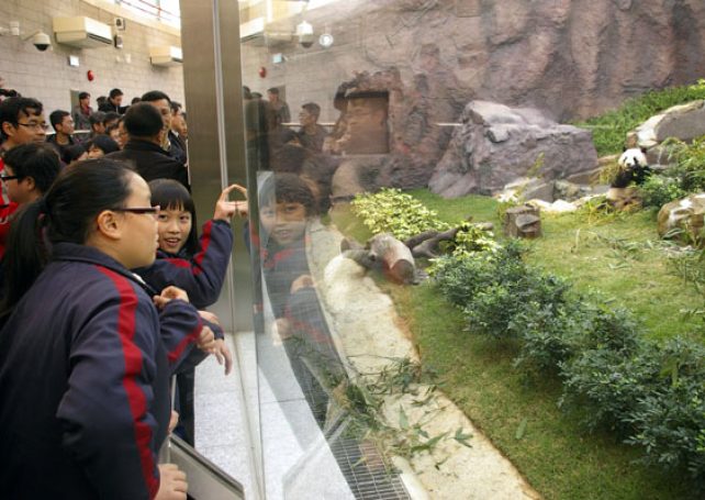 Macau’s panda era starts with opening of panda pavillion in Coloane island