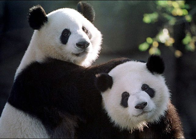 China  to start picking pandas as gift for Macau