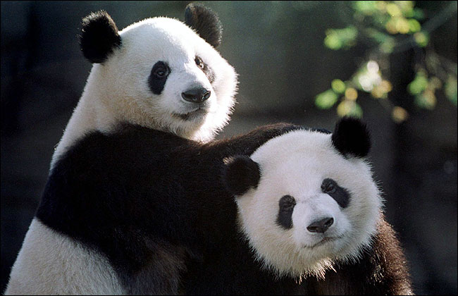 China to start picking pandas as gift for Macau