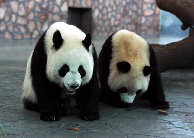 China choose two pandas to be send to Macau as a gift from Beijing