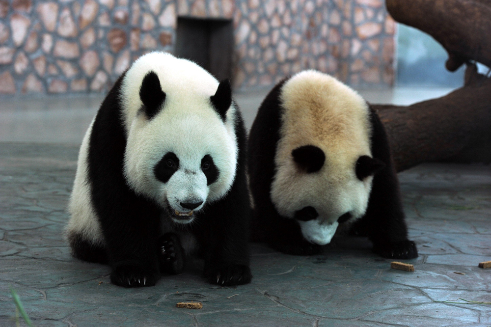 China choose two pandas to be send to Macau as a gift from Beijing