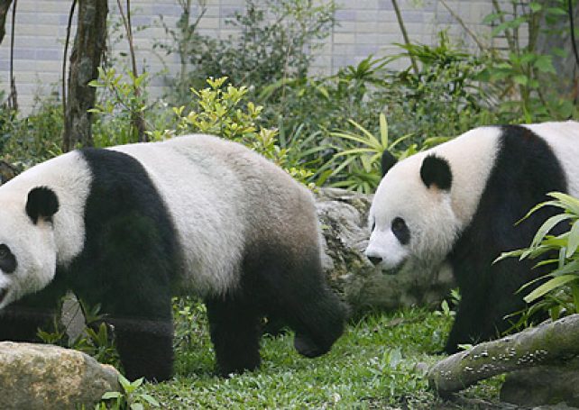 Macau receives two giant pandas on Saturday