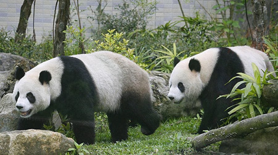 Macau receives two giant pandas on Saturday