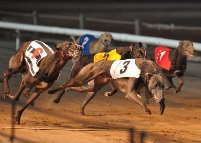 ANIMA pledges to find greyhounds new homes if racetrack is closed