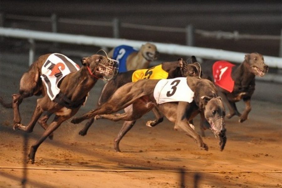ANIMA pledges to find greyhounds new homes if racetrack is closed
