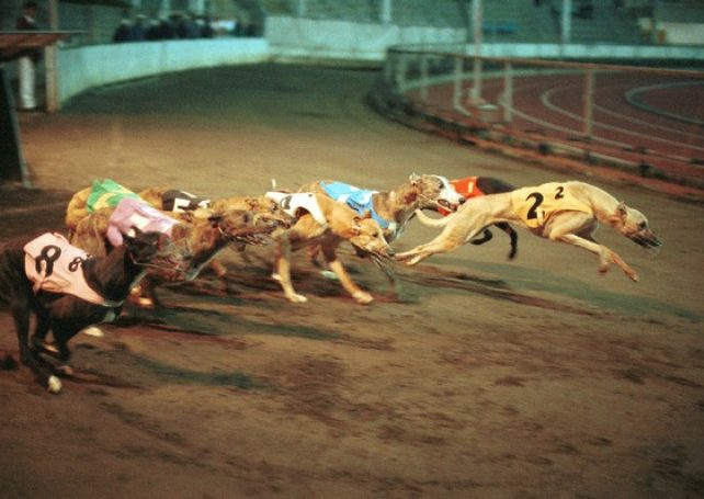 Celebrities write to Macau chief executive, calling for closure of “cruelest greyhound track”